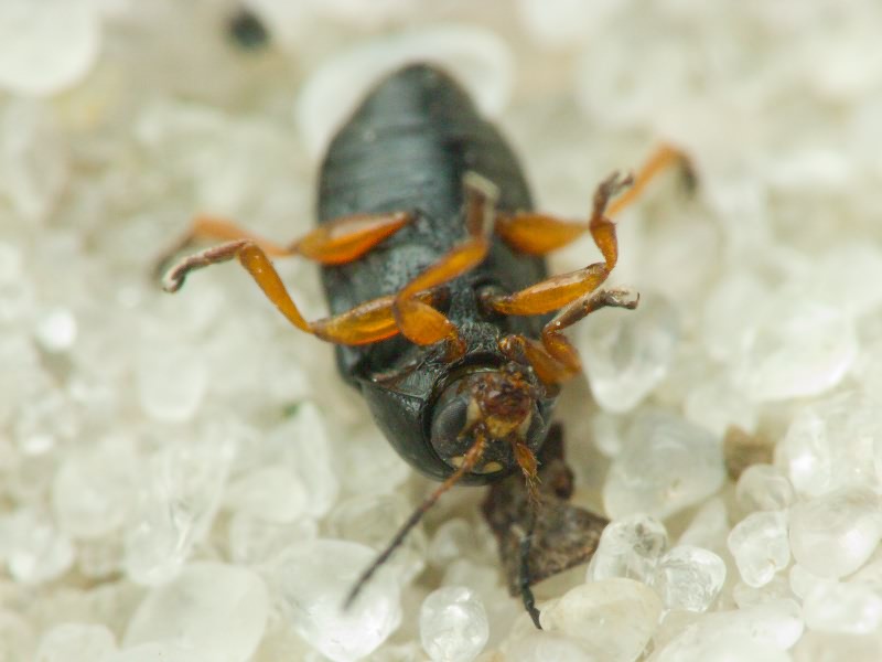 Cryptocephalus (Burlinius) ocellatus Drapiez, 1819